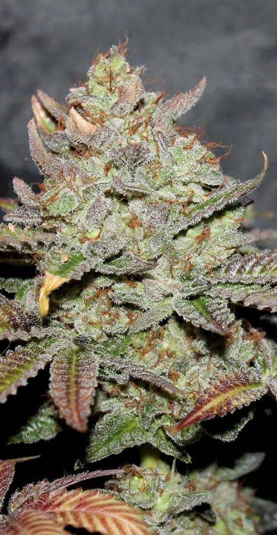 girls-scout-cookies-1100px