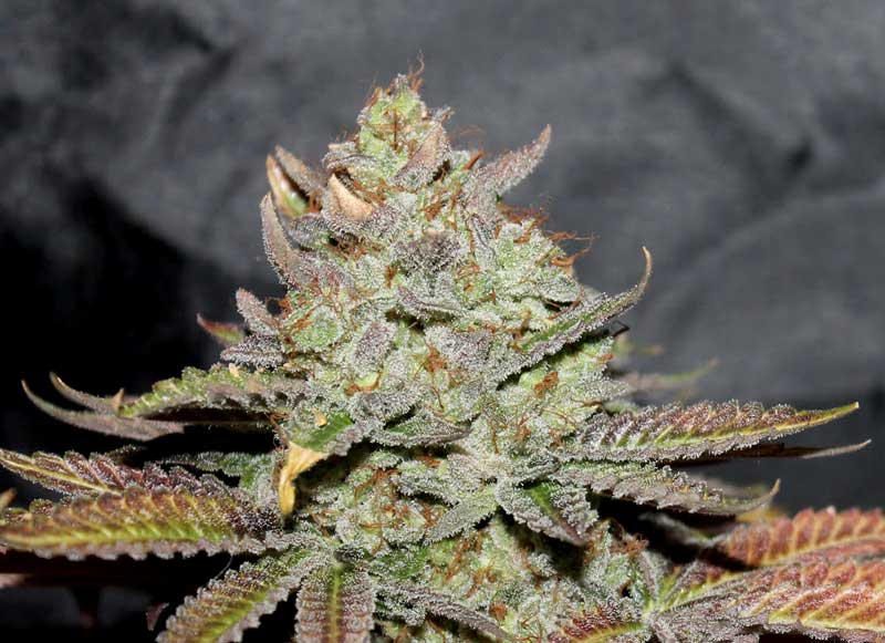 girls-scout-cookies-800px-mob